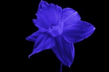 Red White Amaryllis Flower Seeds for Garden Hardy Variety Heirloom & GMO Free Seeds for Home Garden
Sale for planting in home garden