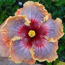 Giant Hibiscus Flower seeds blooming in flower beds, containers, borders, and pollinator-friendly gardens