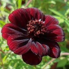 Dichondra Cosmos Flower seeds for Planting - Hardy Variety, Heirloom & GMO Free Seeds for Home Garden
Sale seeds for planting in home garden