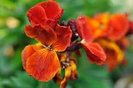 Goldlack Flower seeds for Planting - Pollinator Friendly, Heirloom & GMO Free Seeds for Home Garden
Sale seeds for home garden