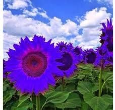 Violet Mini Sunflower Seeds for Planting, Heirloom Non-GMO, High Germination Organic Garden Seeds
Sale seeds for home garden
