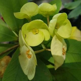 Green Euphorbia Milii Flower seeds blooming in flower beds, containers, borders, and pollinator-friendly gardens