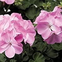 Pink Green Succulent Flower Seeds for Garden Shade Tolerant Heirloom & GMO Free Seeds for Home Garden
Sale for planting in home garden