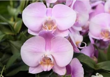 Baby Pink Phalaenopsis Orchid Flower seeds for Planting - Colorful Display, Heirloom & GMO Free Seeds for Home Garden
Sale for planting in home garden.