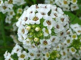 Lobularia Flower seeds blooming in flower beds, containers, borders, and pollinator-friendly gardens