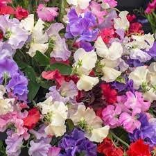 Odoratus Flower seeds blooming in flower beds, containers, borders, and pollinator-friendly gardens