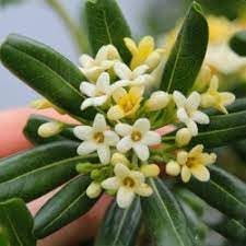 Pittosporum Tobira Flower seeds blooming in flower beds, containers, borders, and pollinator-friendly gardens