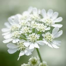 Orlaya Flower seeds for Planting - Seasonal Bloomer, Heirloom & GMO Free Seeds for Home Garden
Sale seeds for planting in home garden