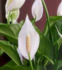 Peace Lily Flower seeds for Planting - Drought Tolerant, Heirloom & GMO Free Seeds for Home Garden
Sale seeds for home garden