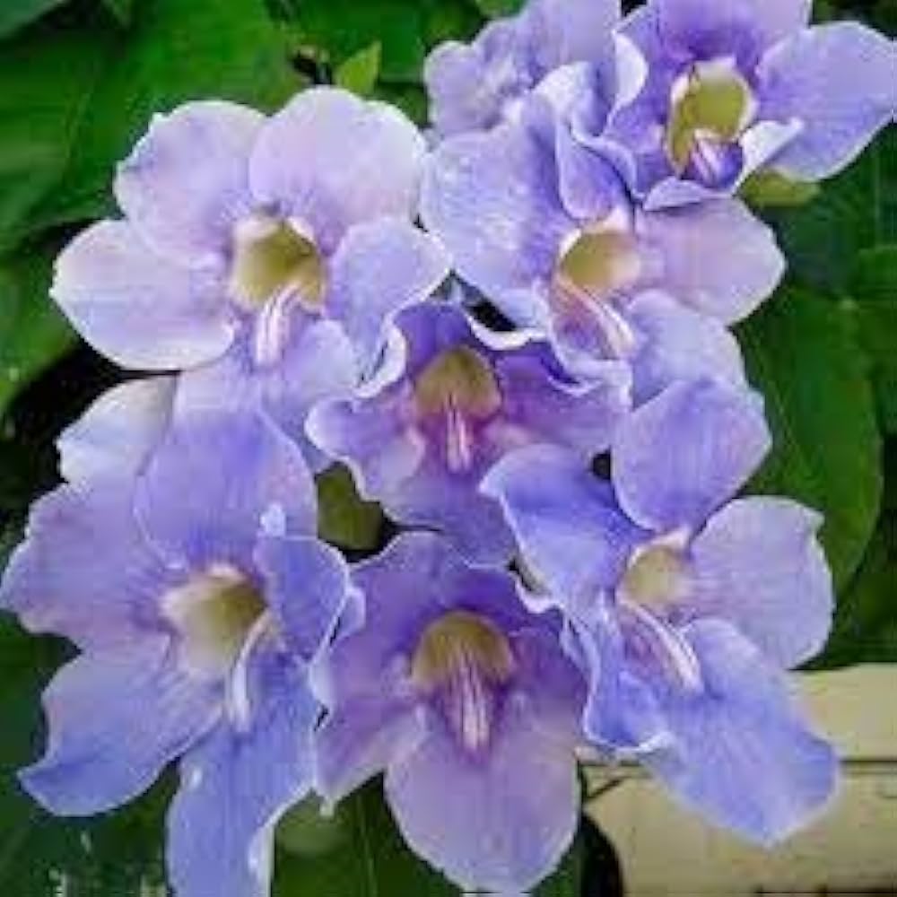 Thunbergia Grandiflora Alba Blue Sky Vine Thunbergia grandiflora Seeds for Planting in Trellis Garden