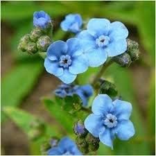 Blue Cynoglossum Flower seeds for Planting - Vibrant Colors, Heirloom & GMO Free Seeds for Home Garden
Sale for planting in home garden.