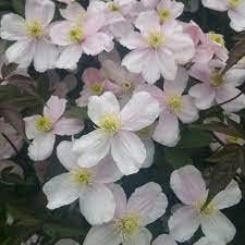 Baby Pink Clematis Flower seeds for Planting Container Friendly Heirloom & GMO Free Seeds For Home Garden
Sale for planting in home garden