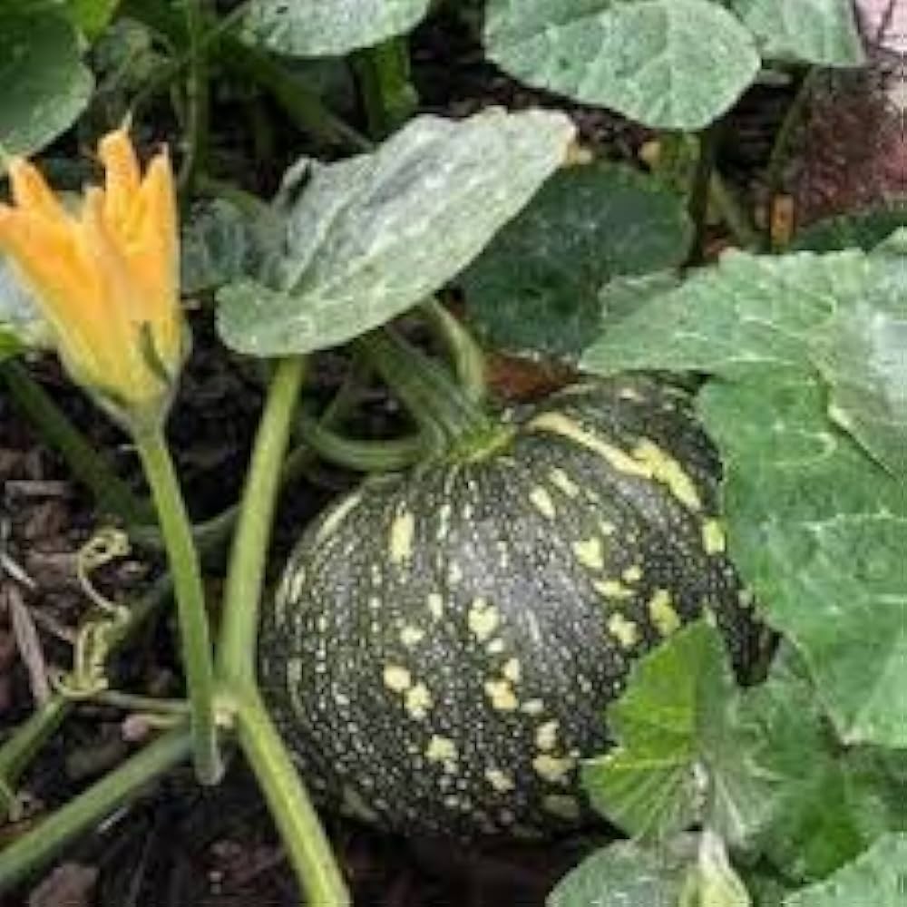 Grown Gem Pumpkin Seeds for Planting Cucurbita pepo for vegetable patches and fall gardens