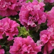 Pink Double Petunia Flower seeds for Planting - Easy to Grow, Heirloom & GMO Free Seeds for Home Garden
Sale seeds for home garden