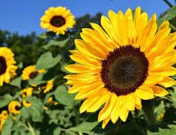 Yellow Helianthus Annus Flower Seeds for planting