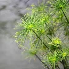 Papyrus Flower seeds for Planting Long Bloom Season Heirloom & GMO Free Seeds for Home Garden
Sale for planting in home garden