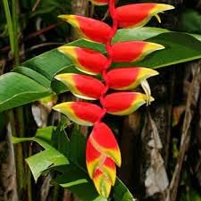 Heliconia Flower seeds blooming in flower beds, containers, borders, and pollinator-friendly gardens