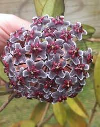 Purple Hoya Flower seeds for Planting All Season Planting Heirloom & GMO Free Seeds For Home Garden
Sale for planting in home garden