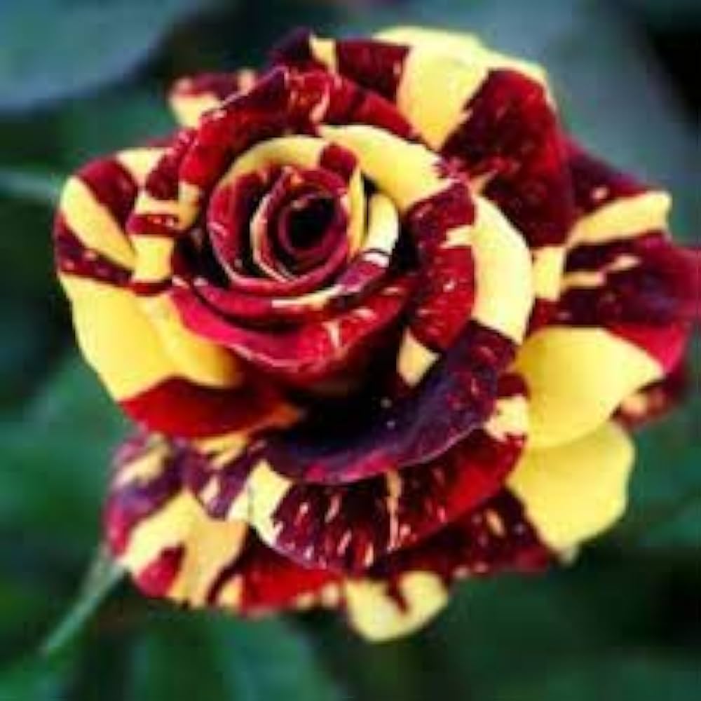 Marron Yellow Rose Flower Seeds for Planting Long Bloom Season Heirloom & GMO Free Seeds for Home Garden
Sale