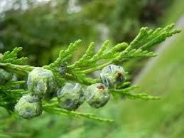 Pendula Chamaecyparis Nootkatensis Flower seeds for Planting - Easy to Grow, Heirloom & GMO Free Seeds for Home Garden
Sale seeds for home garden