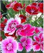 Mixed Colour Double Petunia Seeds for Planting Heirloom NONGMO Flower Seeds Vibrant Garden Blooms
Sale for planting in home garden