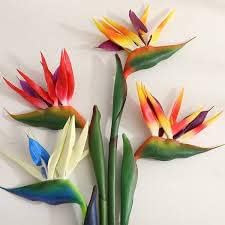 Mixed Strelitzia Flower seeds blooming in flower beds, containers, borders, and pollinator-friendly gardens