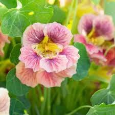 Black Sweet Pea Flower Seeds for Planting Perfect for Borders Heirloom & GMO Free Seeds for Home Garden
Sale for planting in home garden