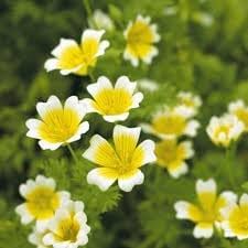 Limnanthes Flower seeds blooming in flower beds, containers, borders, and pollinator-friendly gardens