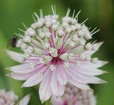 Heirloom Astrantia Flower seeds blooming in flower beds, containers, borders, and pollinator-friendly gardens