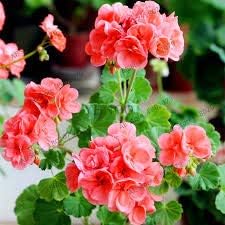 Pale Pink Pelargonium Hortorum Flower seeds blooming in flower beds, containers, borders, and pollinator-friendly gardens