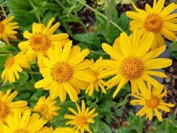 Fresh Arnica Flower seeds growing in herb gardens, raised beds, containers, and outdoor planting spaces