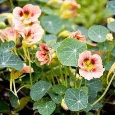 Mix Matthiola Incana Flower Seeds for Planting Seasonal Bloomer Heirloom & GMO Free Seeds for Home Garden
Sale for planting in home garden