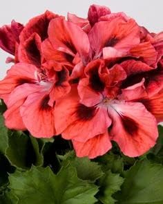 Red & Orange Geranium Flower seeds blooming in flower beds, containers, borders, and pollinator-friendly gardens