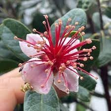 Feijoa Sellowiana Flower seeds blooming in flower beds, containers, borders, and pollinator-friendly gardens