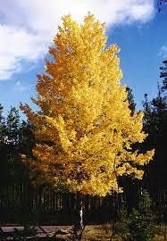 Quaking Aspen Flower seeds for Planting - Compact Growth, Heirloom & GMO Free Seeds for Home Garden
Sale seeds for home garden