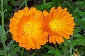 Calendula Officinalis Flower seeds for Planting - Easy to Grow, Heirloom & GMO Free Seeds for Home Garden
Sale for planting in home garden.