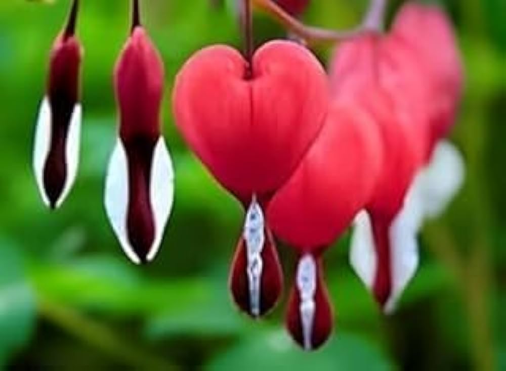 Evergrowseeds Mexican Creeper Desert Bleeding Heart Dicentra flower seeds for planting in flower beds, showing seed packets and blooming flowers