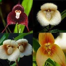 Sky Blue Nezabudka Flower Seeds for Planting Drought Tolerant Heirloom & GMO Free Seeds for Home Garden
Sale for planting in home garden