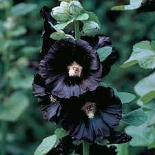 Heirloom Hollyhock Flower seeds blooming in flower beds, containers, borders, and pollinator-friendly gardens
