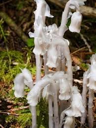 Monotropa Uniflora Indian Pipe Flower seeds for Planting - Shade Tolerant, Heirloom & GMO Free Seeds for Home Garden
Sale seeds for home garden