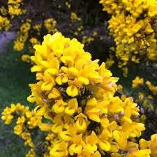 Gorse Ulex Europaeus Flower seeds for Planting - Perfect for Borders, Heirloom & GMO Free Seeds for Home Garden
Sale seeds for home garden