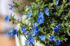Heirloom Lithodora Flower seeds blooming in flower beds, containers, borders, and pollinator-friendly gardens