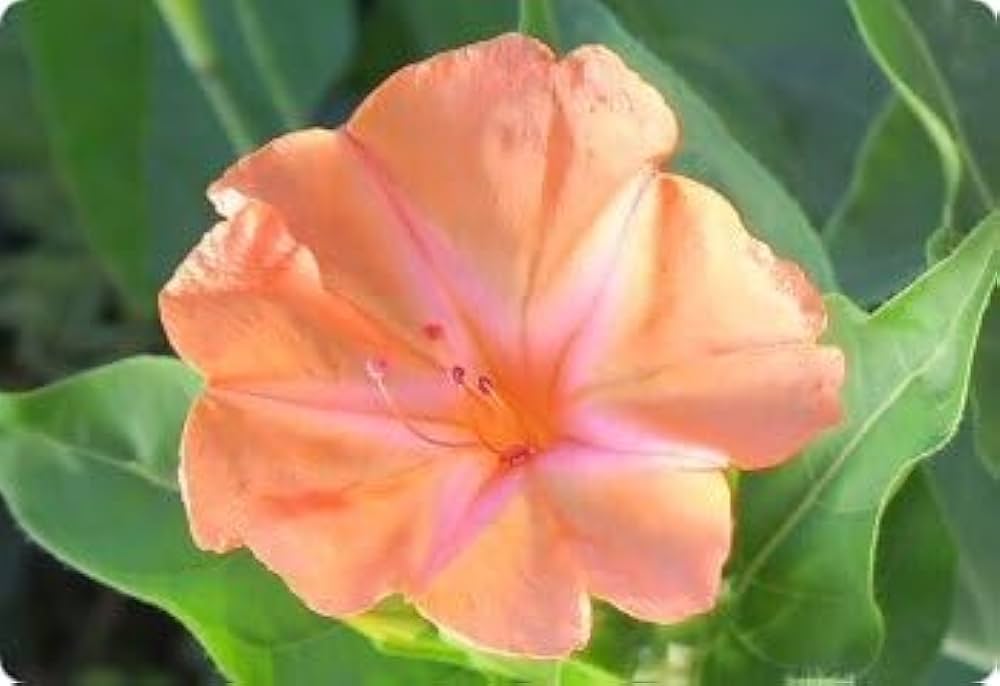 Orange Mirabilis Flower Seeds for Planting Seasonal Bloomer Heirloom & GMO Free Seeds for Home Garden Sale