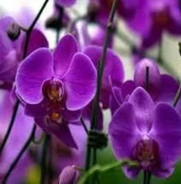 Violet Butterfly Orchid Flower seeds for Planting - Colorful Display, Heirloom & GMO Free Seeds for Home Garden
Sale seeds for planting in home garden