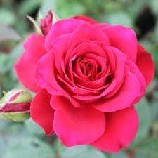 Pink Miniature Rose Seeds for Planting Cut Flower Favorite Heirloom & GMO Free Seeds for Home Garden
Sale for planting in home garden