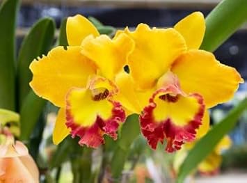 Yellow Red Cattleya Flower seeds for Planting - Long Bloom Season, Heirloom & GMO Free Seeds for Home Garden
Sale seeds for planting in home garden
