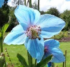 Meconopsis Betonicifolia Flower seeds blooming in flower beds, containers, borders, and pollinator-friendly gardens