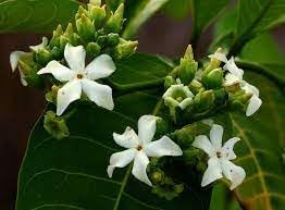 Voacanga Flower seeds for Planting - Fragrant Blossoms, Heirloom & GMO Free Seeds for Home Garden
Sale seeds for home garden