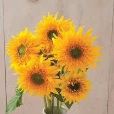 Heirloom Burst SunFlower seeds blooming in flower beds, containers, borders, and pollinator-friendly gardens