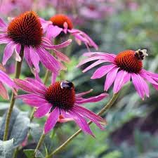 ConeFlower seeds for Planting - Cut Flower Favorite, Heirloom & GMO Free Seeds for Home Garden
Sale for planting in home garden.
